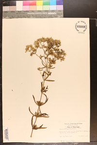 Eupatorium hyssopifolium image