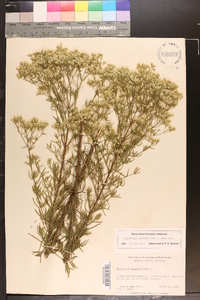 Eupatorium hyssopifolium image