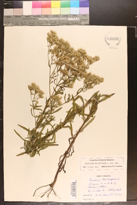 Eupatorium hyssopifolium image