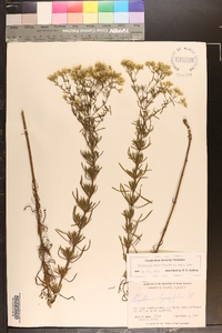 Eupatorium hyssopifolium image