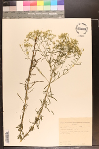 Eupatorium hyssopifolium image