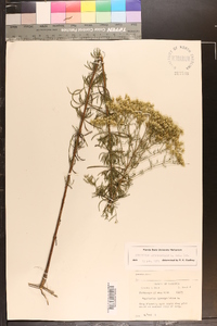 Eupatorium hyssopifolium image