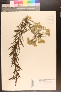 Eupatorium hyssopifolium image