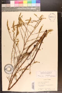 Eupatorium leptophyllum image