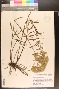 Eupatorium leucolepis image