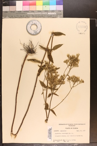 Eupatorium leucolepis image