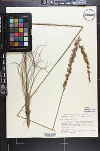 Liatris tenuifolia image