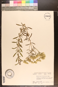 Eupatorium linearifolium image