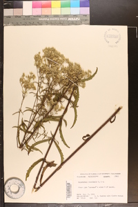 Eupatorium leucolepis image