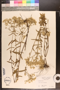 Eupatorium leucolepis image