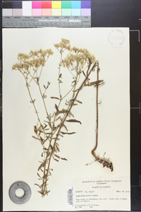 Eupatorium mohrii image