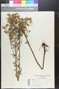 Eupatorium mohrii image