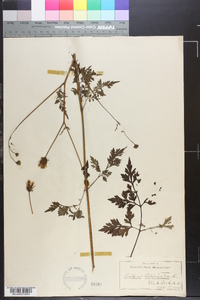 Bidens bipinnata image