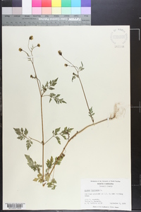 Bidens bipinnata image