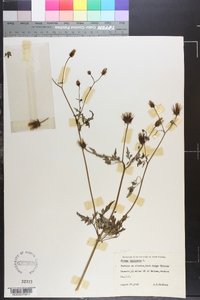 Bidens bipinnata image