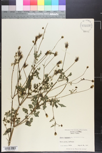 Bidens bipinnata image