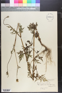 Bidens bipinnata image