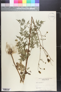 Bidens bipinnata image