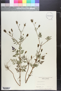 Bidens bipinnata image