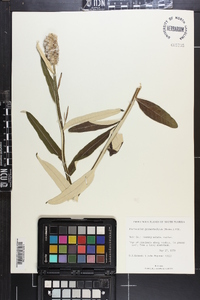 Pterocaulon pycnostachyum image