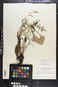 Pterocaulon pycnostachyum image