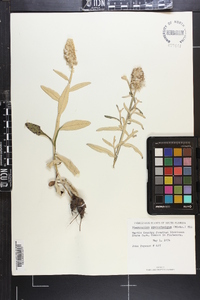 Pterocaulon pycnostachyum image