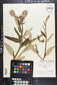 Pterocaulon pycnostachyum image