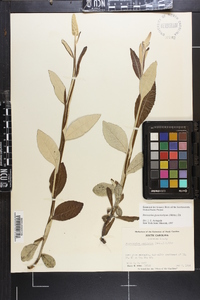 Pterocaulon pycnostachyum image