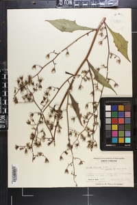 Lactuca floridana image