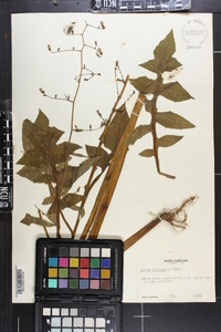 Lactuca floridana image