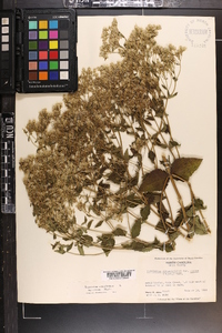 Eupatorium rotundifolium var. ovatum image