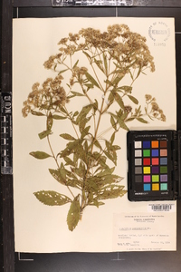 Eupatorium semiserratum image