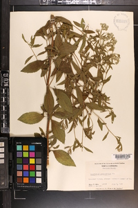 Eupatorium semiserratum image