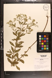 Eupatorium altissimum image