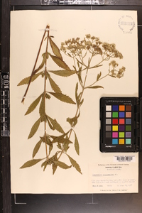 Eupatorium semiserratum image