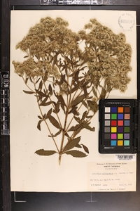 Eupatorium semiserratum image