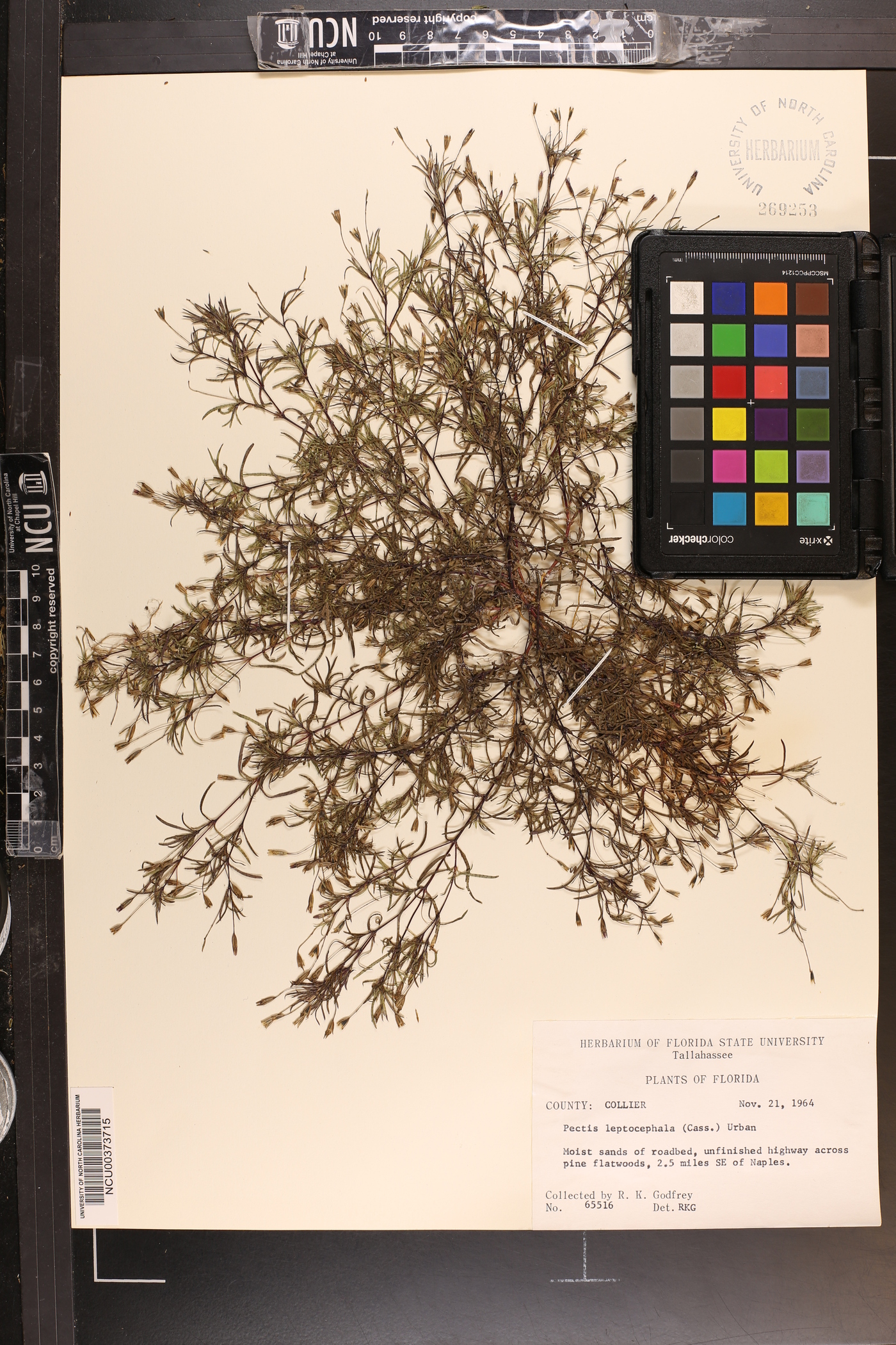 Pectis leptocephala image