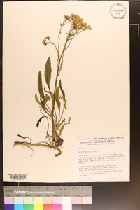 Senecio anonymus image