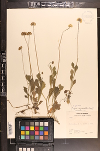 Erigeron procumbens image