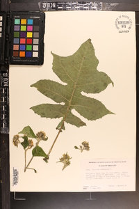 Polymnia canadensis image