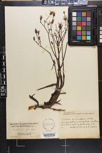 Lactuca graminifolia image