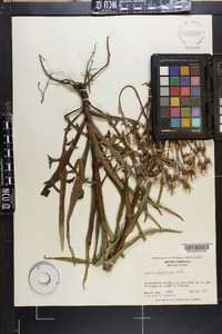 Lactuca graminifolia image