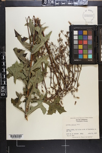 Lactuca hirsuta image