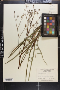 Lactuca graminifolia image