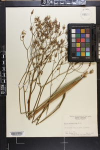 Lactuca graminifolia image