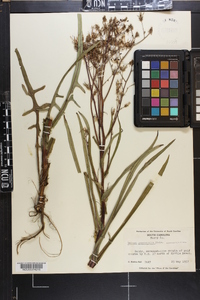 Lactuca graminifolia image