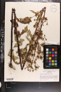 Lactuca biennis image