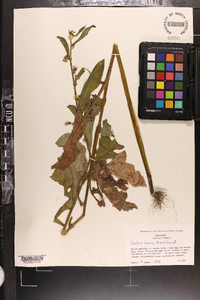 Lactuca biennis image