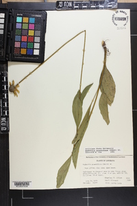 Rudbeckia grandiflora image