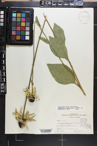 Rudbeckia grandiflora image